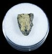 Real Triceratops Shed Tooth From Montana #3898-1